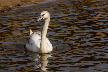 white swans floating on the water