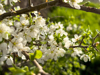 Delicious flowers of fruit trees blooming in spring