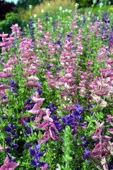 Salvia horminum violet flowers. Blooming sage in the spring garden © PaulSat