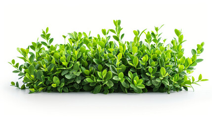 Obraz premium green grass isolated on white background