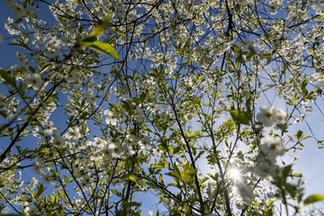 white flowers on cherry trees in the orchard