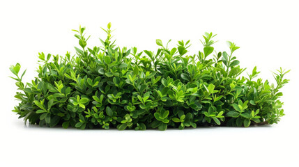 Naklejka premium green grass isolated on white background