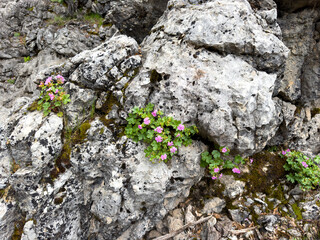purple mountain flowers growing on rock