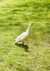 Wild white duck in a park in northern Germany