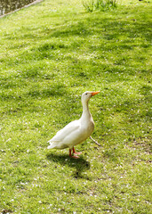 Wild white duck in a park in northern Germany