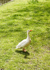 Wild white duck in a park in northern Germany