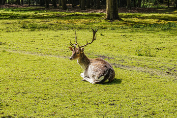 Wild deer in a forest in northern Germany