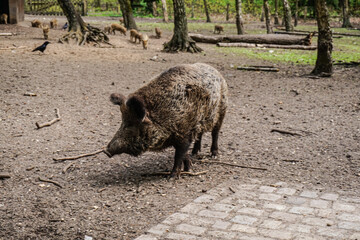 Wild boar in northern Germany