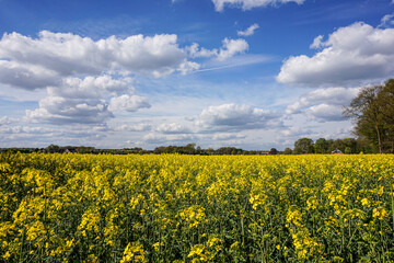 Fototapeta premium Rapeseed in a field in northern Germany