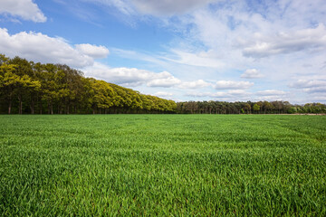 Crop field in northern Germany
