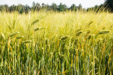 Barley field in northern Germany