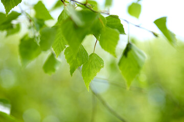 green leaves on the tree