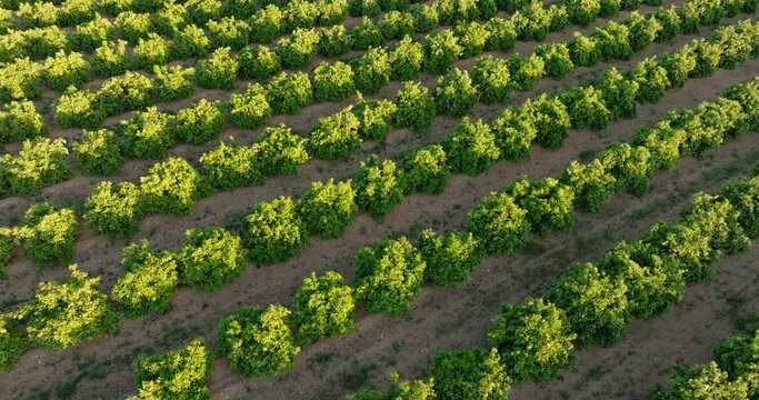 Farm garden pattern aerial view ripe orange citrus fruits hanging on trees close up fruit orchards sunlit garden drone turn slide at sunset on top view in spring. Healthy organic farming