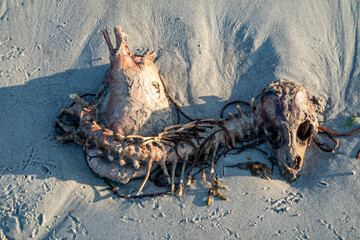 The skeleton of a dead sheep lying on the beach