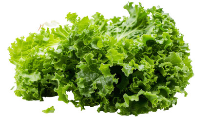 Fototapeta premium A collection of fresh lettuce leaves arranged neatly on a plain white background