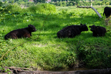 black cows along the river