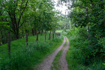 Fototapeta premium path in the woods