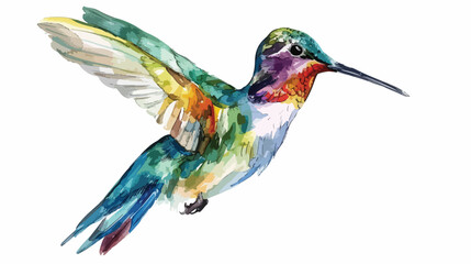 Hummingbird watercolor illustration tropical bird 
