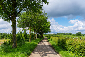 Obraz premium road in the park
