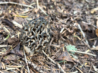 morel mushroom with lots of spores