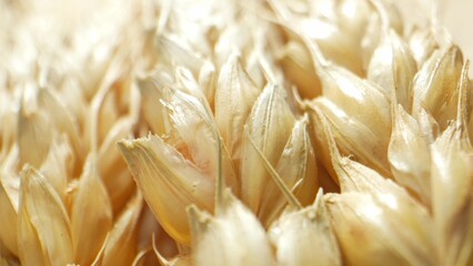 Wheat is one of the most widely cultivated cereal crops globally, with ears of wheat serving as a...