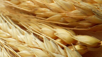 Wheat grains harvested from the ears are a staple food worldwide, used to make flour for bread,...