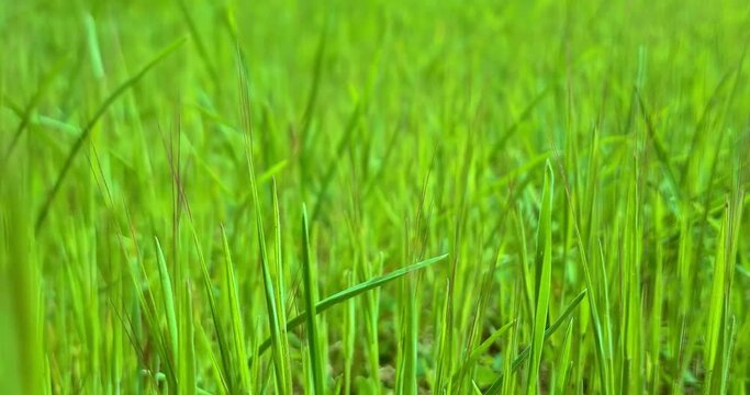 spring, fresh green grass waving with bottom view point, concept of spring coming nature, flowers, spring, biology, flora,