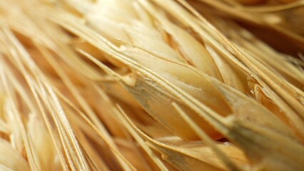 Ears of wheat, or spikes, are the seed-bearing structures of the wheat plant. They consist of...