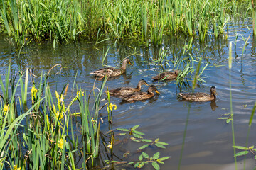 duck on the lake