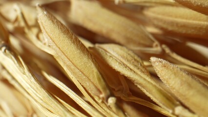 The golden ears of rice, though seemingly humble, embody the profound cycle of life, from seed to...