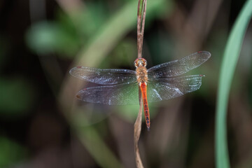 Pantala flavescens, the globe skimmer, globe wanderer or wandering glider, is a wide-ranging dragonfly of the family Libellulidae