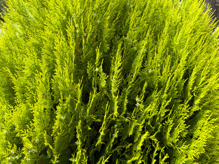 juniper species used in garden landscapes