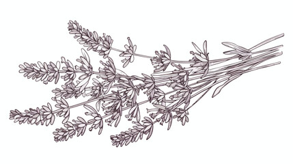 Lavender flowers bunch. Outlined botanical retro drawn