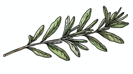 Leaf branch of rosemary herb. Herbal plant leaves 