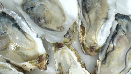 Oysters treasured for luxurious texture: Firm, tender flesh, satisfying to slurp from shells....