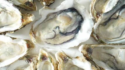 Oysters are ecological keystones: Habitat for marine life, stabilize shorelines, enhance biodiversity. Reefs act as storm barriers, mitigating erosion.
