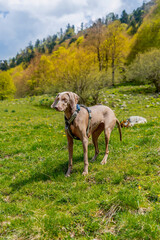 Weimaraner dog standing in a mountain meadow. A young Weimaraner dog standing on the top of a...