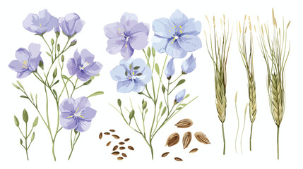 Linum floral with flaxseed. Blooming wild flax