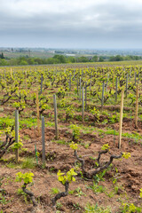 Spring vineyards near Julienas in Beaujolais, Burgundy, France