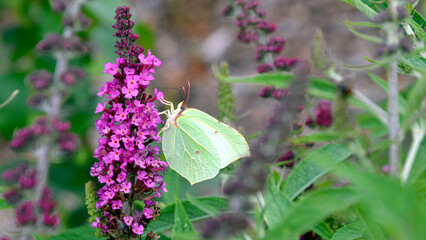 Gonepteryx rhamni, commonly named the common brimstone sitting on the Buddleja or Buddleia know also as butterfly bushes