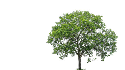 A tree with green leaves standing against a white background
