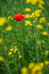 Between the plain and the sea. The lighthouse of Bibione, the dunes and its natural environment.