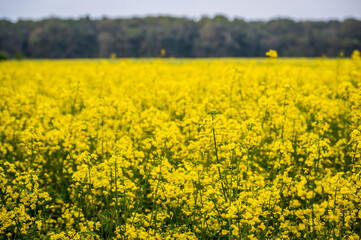 Between the plain and the sea. The lighthouse of Bibione, the dunes and its natural environment.