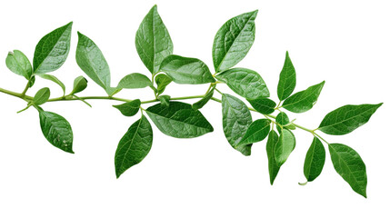 Fototapeta premium A close-up view of a branch of a tree filled with vibrant green leaves, displaying natures beauty and growth