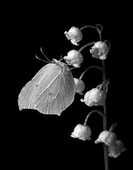 bright butterfly on lily of the valley flower in dew drops isolated on black. black and white
