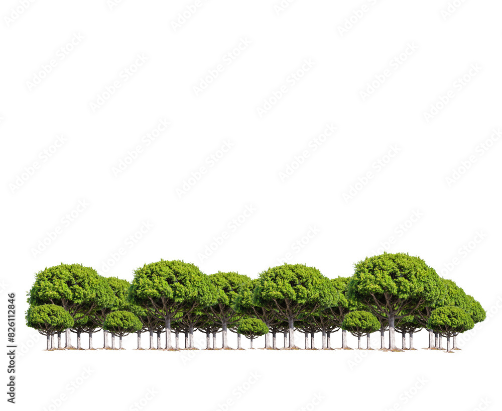 Poster a row of lush green trees trimmed into neat, round shapes on a white, isolated background. the conce