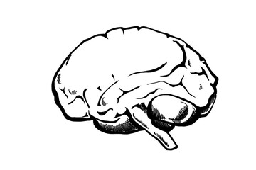 A black and white illustrated human brain image on a clean white background, designed as a graphic element for a layout or collage