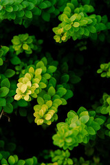 background of green leaves