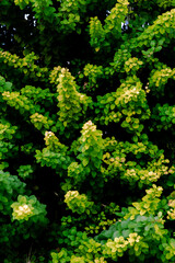 background of green leaves