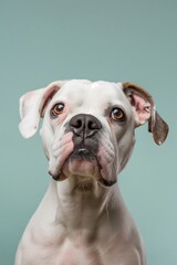 Obraz premium Bulldog on minimalistic colorful background with Copy Space. Perfect for banners, veterinary ads, pet food promotions, and minimalist designs.